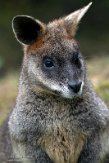 GBEZ01221573 moeraswallaby / Wallabia bicolor