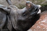 GBEZ01221632 Indische neushoorn / Rhinoceros unicornis