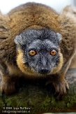 GBHZ1099484 roodkraagmaki / Eulemur collaris