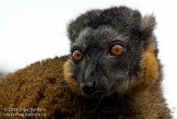 GBHZ1099487 roodkraagmaki / Eulemur collaris