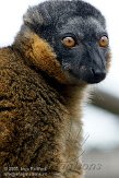 GBHZ1099494 roodkraagmaki / Eulemur collaris