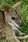 GBHZ1099516 parmawallaby / Macropus parma