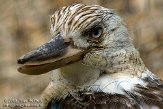 GBHZ1099520 blauwvleugelkookaburra / Dacelo leachii