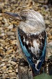 GBHZ1099523 blauwvleugelkookaburra / Dacelo leachii