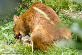 GBHZ1099551 jaguarundi / Puma yaguaroundi