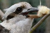 GBHZ1099554 kookaburra / Dacelo novaeguineae