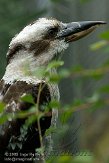 GBHZ1099558 kookaburra / Dacelo novaeguineae