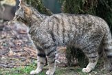 GBHW01222039 Schotse wilde kat / Felis silvestris grampia