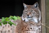 GBHW01222110 Euraziatische lynx / Lynx lynx