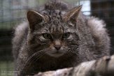 GBHW01222145 Schotse wilde kat / Felis silvestris grampia