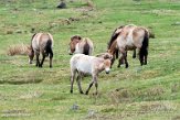 GBHW01222156 przewalskipaard / Equus ferus przewalskii