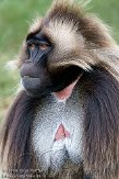 GBHB1099995 gelada / Theropithecus gelada