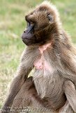 GBHB1099999 gelada / Theropithecus gelada