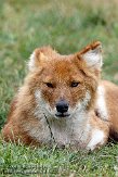 GBHB109A027 dhole / Cuon alpinus