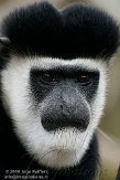 GBHB109A035 oostelijke franjeaap / Colobus guereza