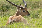 GBKS1174103 Kafuelechwe / Kobus leche kafuensis