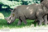 GBKS1174225 witte neushoorn / Ceratotherium simum