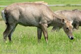 GBKS1174288 nijlgau / Boselaphus tragocamelus