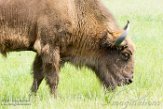 GBKS1174332 wisent / Bison bonasus