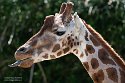 GBLS1243627 Rothschildgiraffe / Giraffa camelopardalis rothschildi