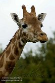 GBMW1098925 Rothschildgiraffe / Giraffa camelopardalis rothschildi