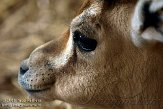 GBMW1098944 dorcasgazelle / Gazella dorcas