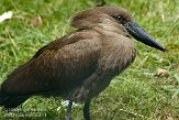 GBMW1098994 hamerkop / Scopus umbretta