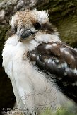 GBMW1099004 kookaburra / Dacelo novaeguineae