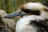 GBMW1099007 kookaburra / Dacelo novaeguineae