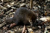 GBMW1099088 koesimanse / Crossarchus obscurus