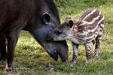 GBMW1099209 laaglandtapir / Tapirus terrestris