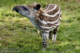 GBMW1099212 laaglandtapir / Tapirus terrestris