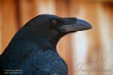 GBNC01222180 raaf / Corvus corax