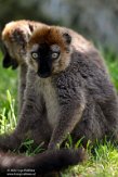 GBNC01222229 roodvoorhoofdmaki / Eulemur rufifrons