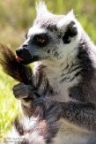 GBNC01222234 ringstaartmaki / Lemur catta