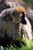 GBNC01222239 roodvoorhoofdmaki / Eulemur rufifrons