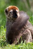 GBNC01222258 roodvoorhoofdmaki / Eulemur rufifrons
