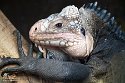 GBPZ1242868 Antilliaanse groene leguaan / Iguana delicatissima