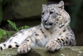 GBPW01165320 sneeuwpanter /Panthera uncia