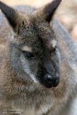 GBPW01165360 Bennettwallaby / Macropus rufogriseus