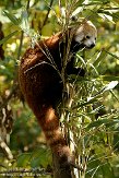 GBPL1099700 rode panda / Ailurus fulgens