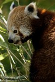 GBPL1099704 rode panda / Ailurus fulgens