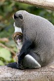 GBPL1099779 Brazzameerkat / Cercopithecus neglectus