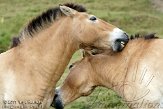 GBPL1116127 przewalskipaard / Equus ferus przewalskii