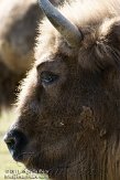 GBPL1116225 wisent / Bison bonasus