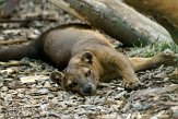 GBRS1098721 fossa / Cryptoprocta ferox