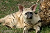 GBRS1098756 aardwolf / Proteles cristata