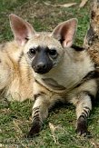 GBRS1098758 aardwolf / Proteles cristata