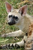 GBRS1098763 aardwolf / Proteles cristata