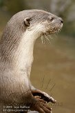 GBRS1098892 slanke otter / Lutrogale perspicillata